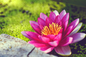 Pink Water Lily Flower5176211340 300x200 - Pink Water Lily Flower - Water, Pink, Lily, flower, Cosmea